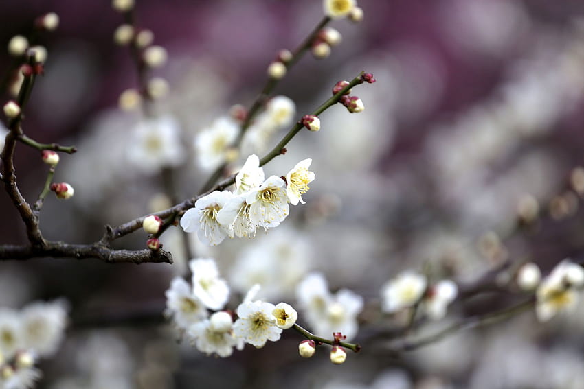 Fleurs de printemps branches d'arbres fleurs fruits, branches de printemps Fond d'écran HD