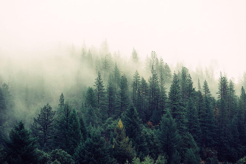 鮮やかな霧の森、電報 高画質の壁紙