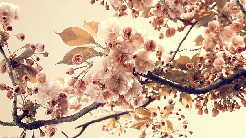 Pfirsichblüten, Pfirsichblüten HD-Hintergrundbild