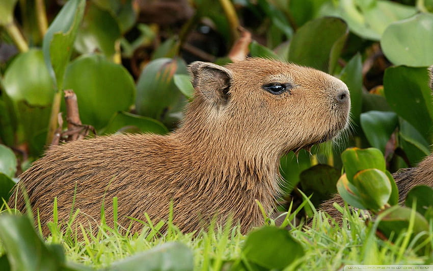 Capybara Venezuela ❤ for Ultra TV HD 월페이퍼