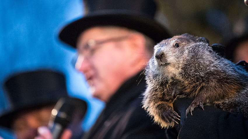 PETA: aposentar Punxsutawney Phil, usar marmota animatrônica, dia da marmota 2020 papel de parede HD