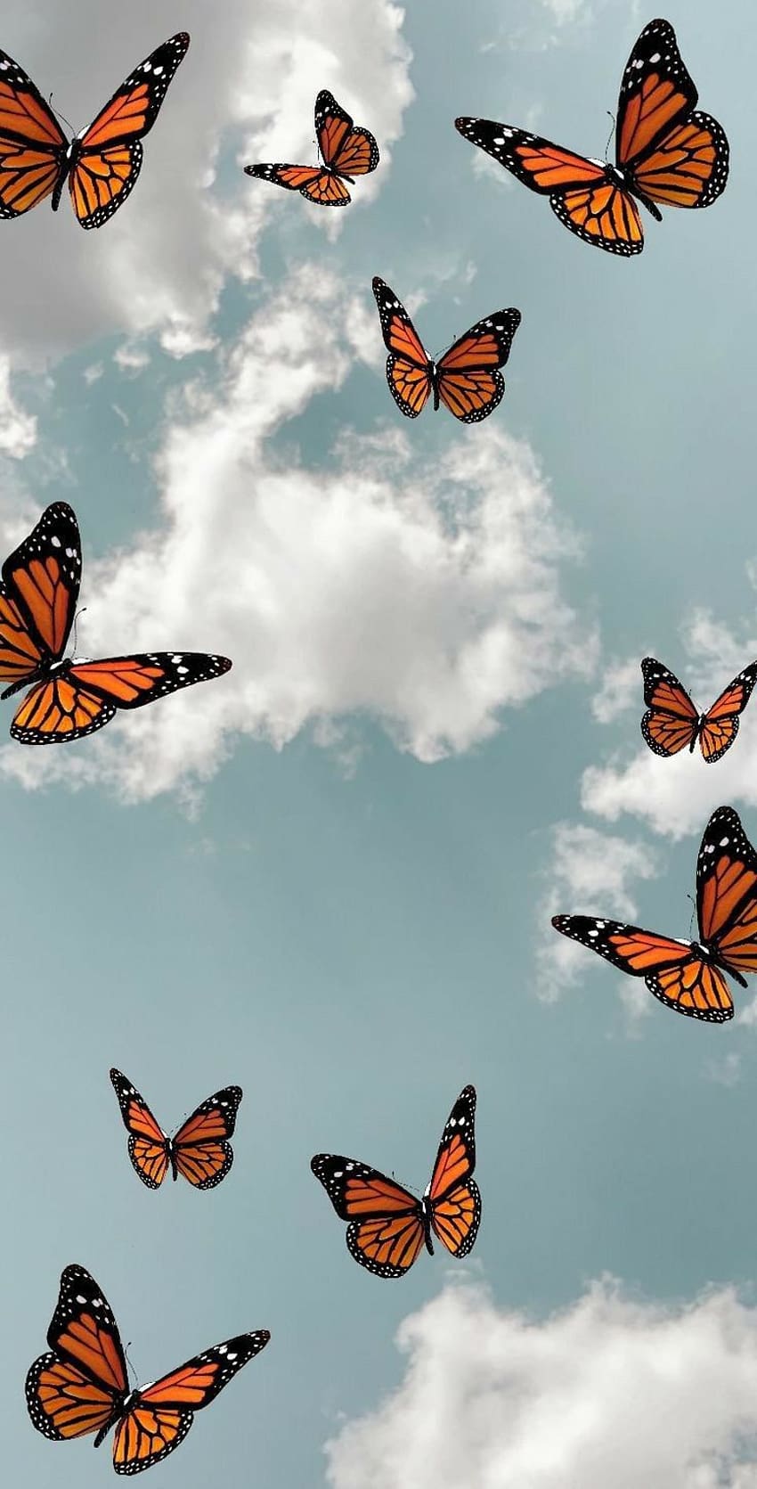 butterflies HD phone wallpaper
