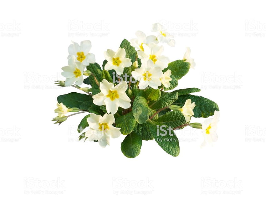 Primula Vulgaris หรือ Primrose Pale Yellow Flowers Stock ช่อดอกไม้พริมโรส วอลล์เปเปอร์ HD