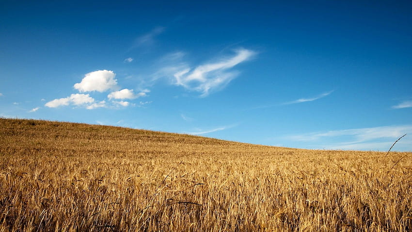 слънчеви пшенични полета HD тапет