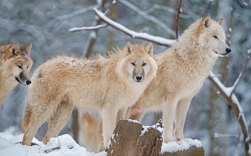 Arctic wolf family in Canada HD wallpaper | Pxfuel