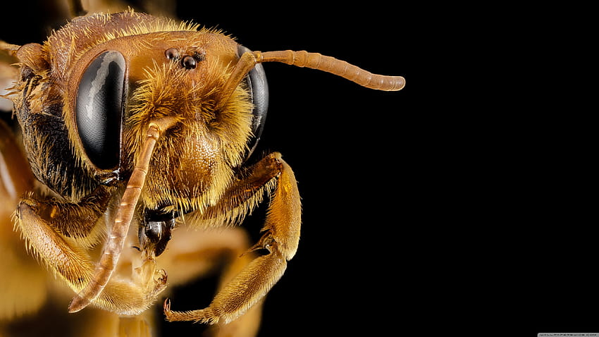 Andrena Bee Head Macro, Oman ❤ for, 매크로 꿀벌 HD 월페이퍼