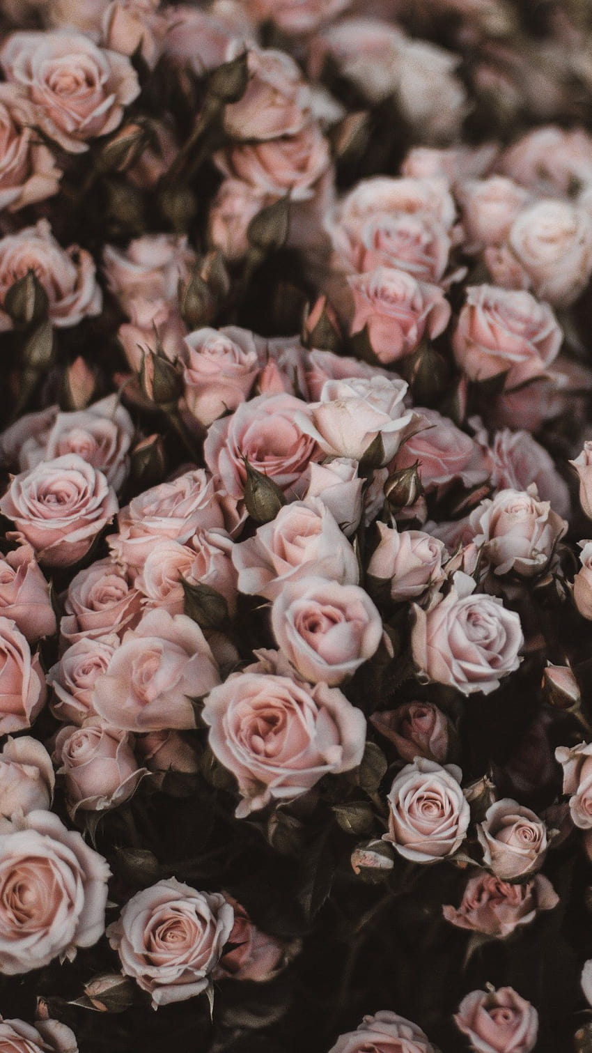 5 омагьосващи фона с рози за iPhone, които трябва да направите сега, естетика на розова роза HD тапет за телефон