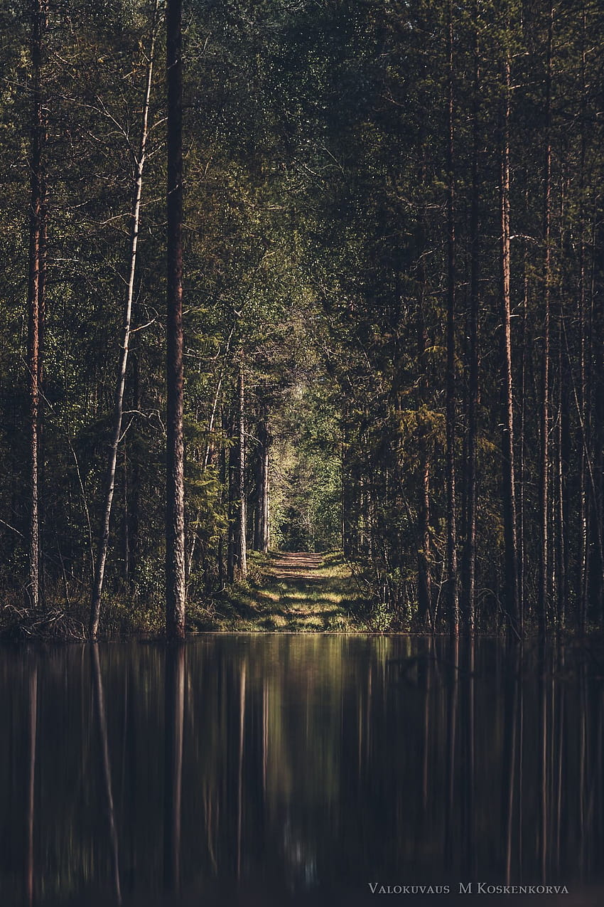 Kolam hutan di Kempele Finlandia [1365x2048][OC], iphone finlandia wallpaper ponsel HD