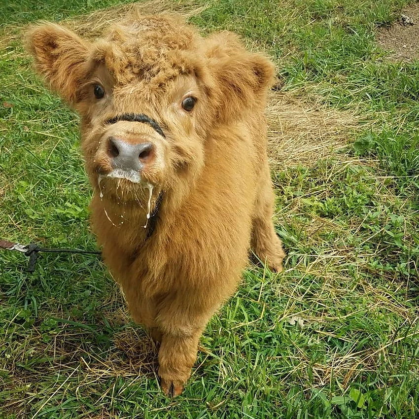 Сладко от Highland Cows, сладки бебета крави HD тапет за телефон