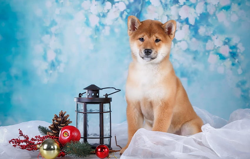 gift, dog, flashlight, puppy, fabric, branch, puppy gift HD wallpaper