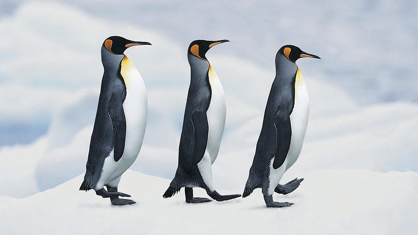 Three Penguins Walking in a Queue, baby penguin HD wallpaper