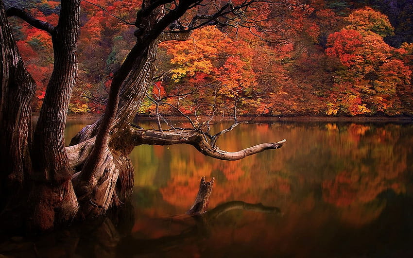 Brown body of water , lake, fall, forest, dead trees, reflection • For You For & Mobile HD wallpaper