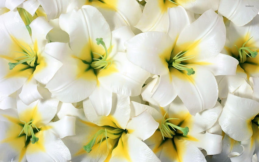 6 Lily, pink and white lilies HD wallpaper | Pxfuel