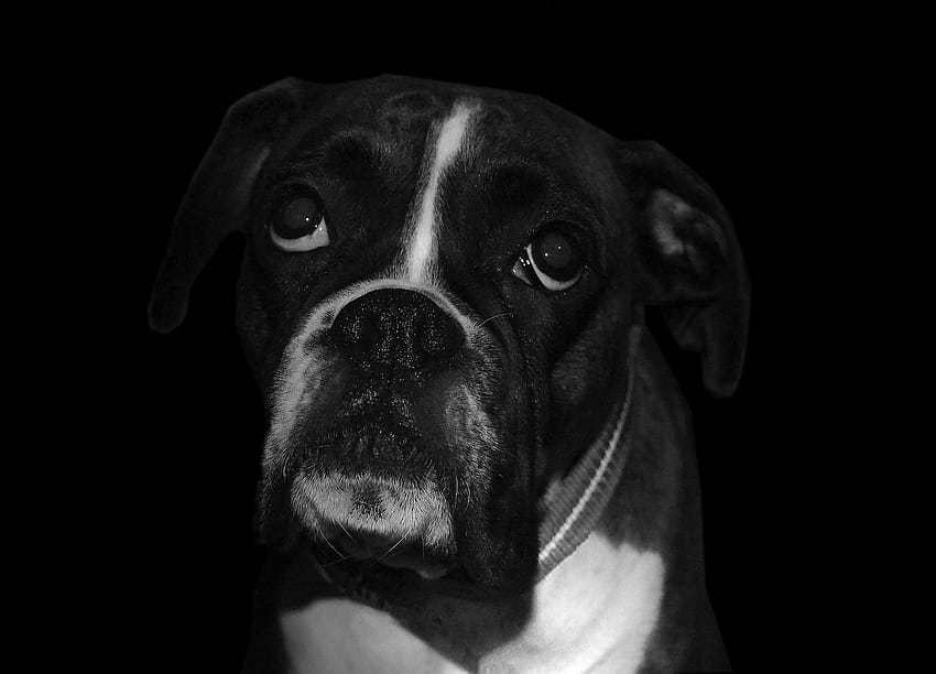 Boxer Dog para Android, perro boxer negro fondo de pantalla