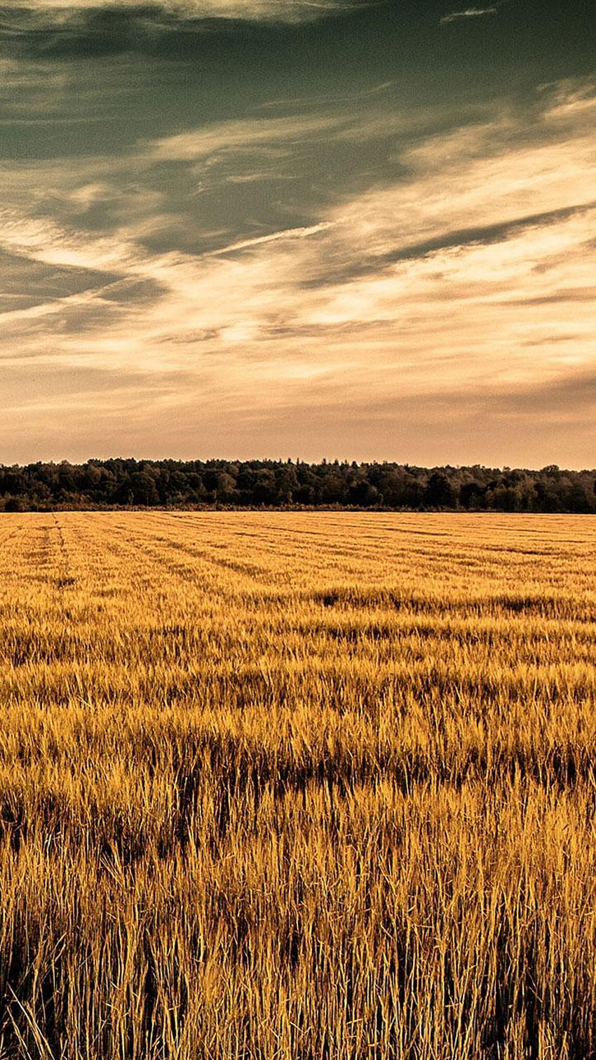 Campo di grano per Android, campo di grano Sfondo del telefono HD