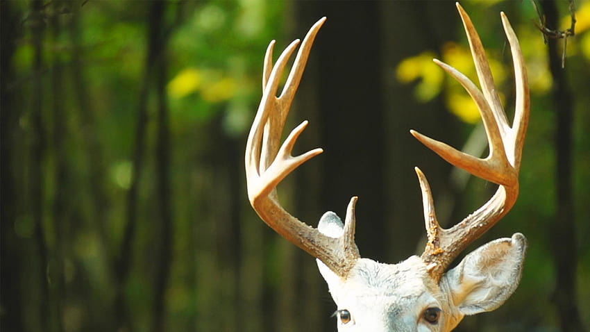 Cancer genes help deer antlers grow, the jordan buck HD wallpaper