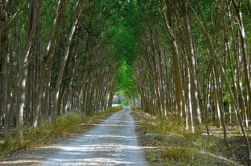 camino, sendero, pasaje, árboles, bosque, 1710021405 HD wallpaper