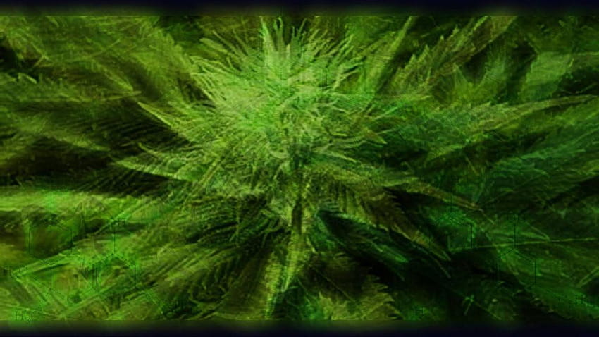 Marijuana Group, maconha 1920x1080 papel de parede HD