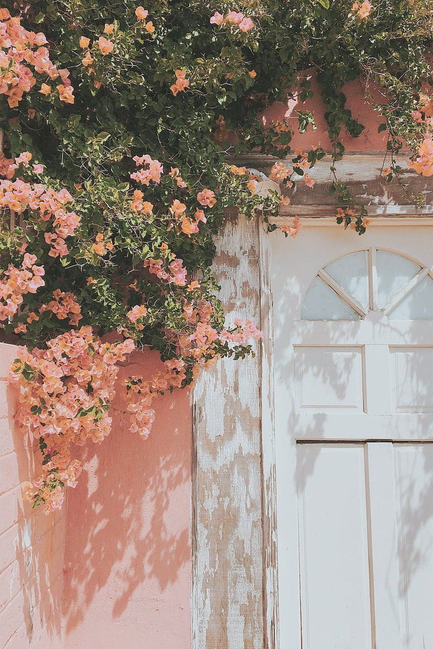 Aesthetic Peach Flower Backgrounds, peachy summer HD phone wallpaper ...