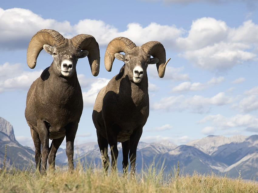 Bighorn Sheep, blue sheep HD wallpaper