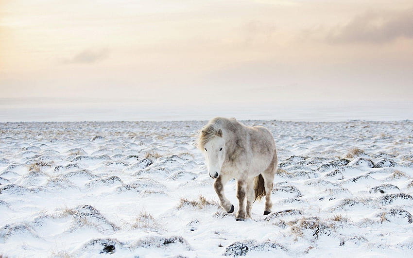 : sea, sand, horse, snow, winter, wildlife, Arctic, arctic tundra HD wallpaper