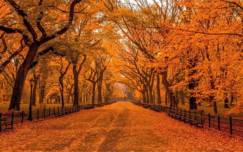 31 Central Park, park in the fall HD wallpaper