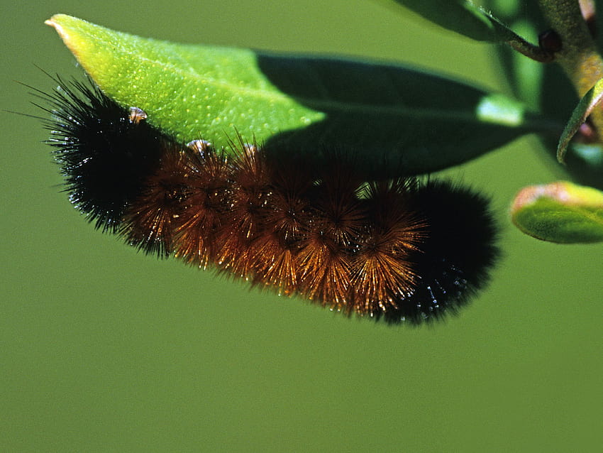 Can Woolly Worms Really Predict the Winter Weather?, isabella tiger moth caterpillars HD wallpaper