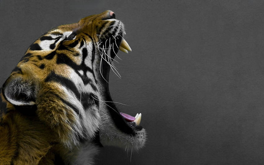 Tiger, lions open mouth HD wallpaper