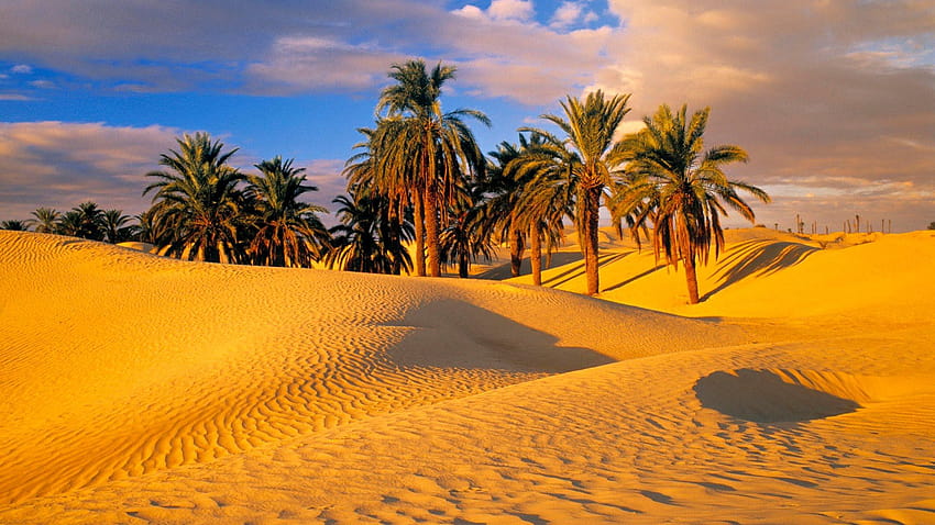 Palm Desert, Dattelpalme HD-Hintergrundbild