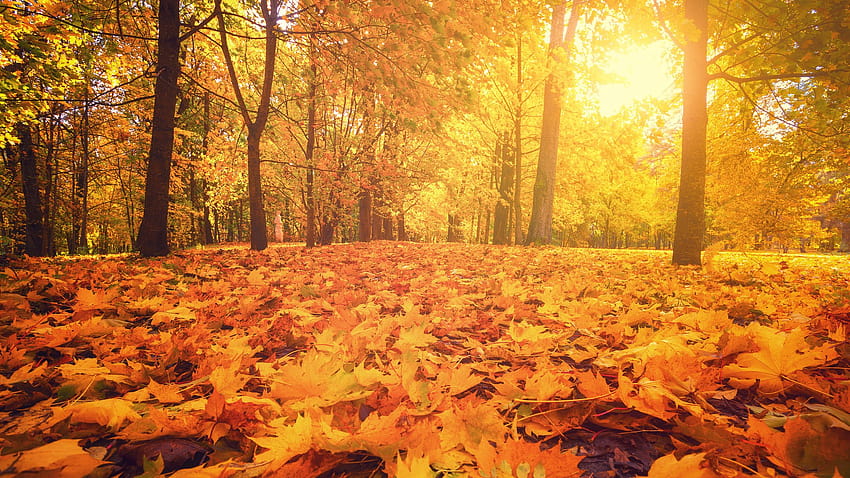 Autumn equinox: When does autumn begin?, autumnal equinox HD wallpaper