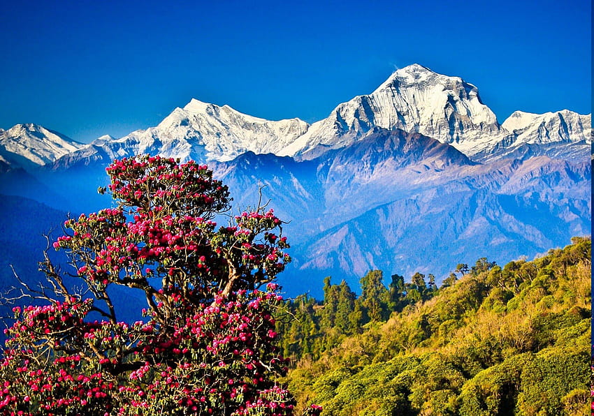 Nepal, Himalaya, Gunung, Alam, Pemandangan, Bukit, Pohon Wallpaper HD