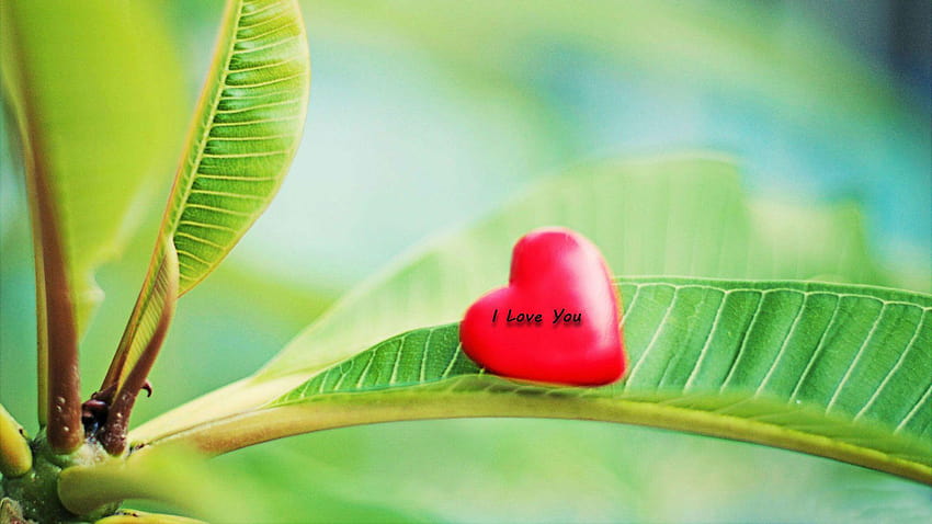 Widescreen Love Cute Red Heart Nature Leaf Backgrounds On New Wallpaper HD