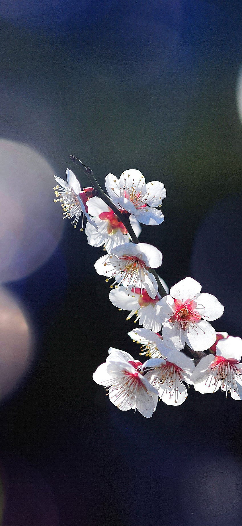 Apple mq24 spring flower sakura nature tree flare ... iPhone X, iphone 11 pro max spring HD phone wallpaper