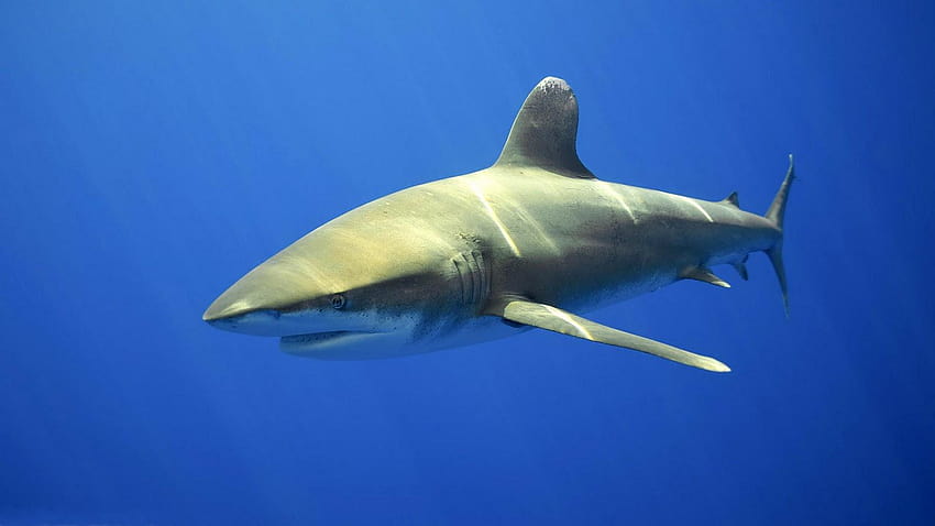 Köpekbalığı Köpekbalığı, kaplan köpekbalığı HD duvar kağıdı