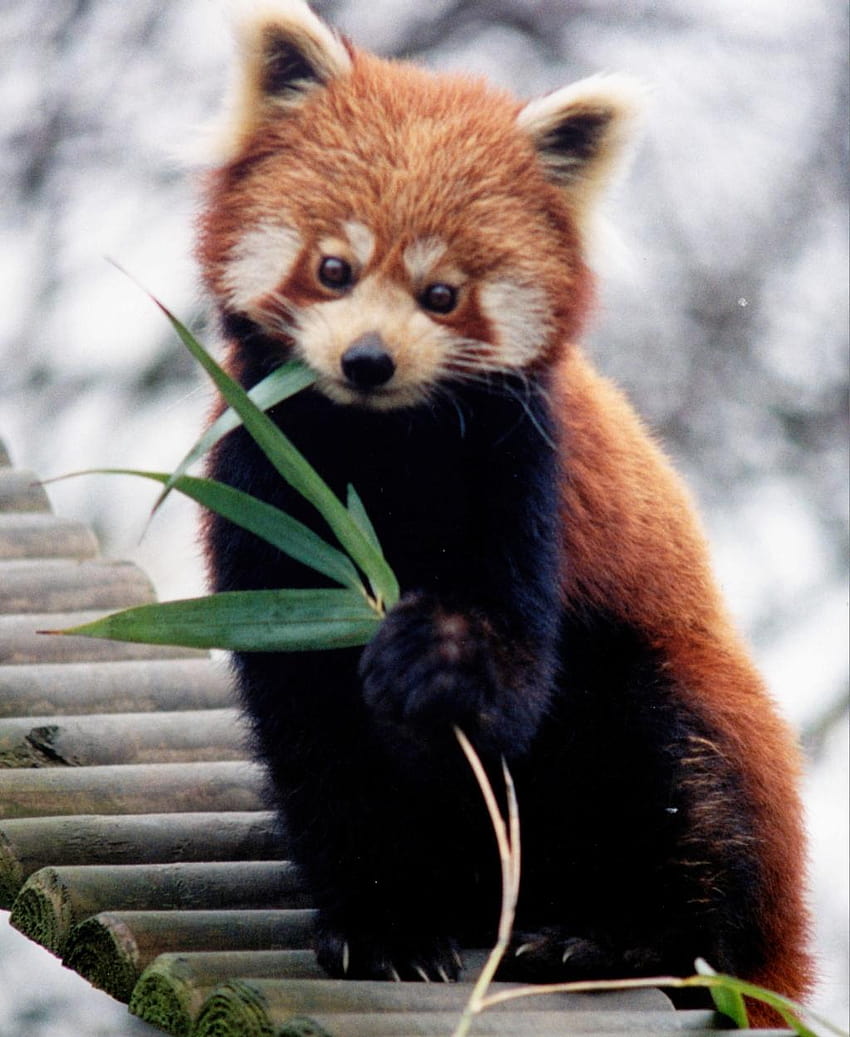 red panda patterns HD phone wallpaper