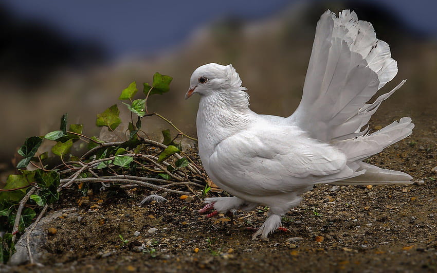White dove, bird of peace, birds, doves for, white doves HD wallpaper |  Pxfuel