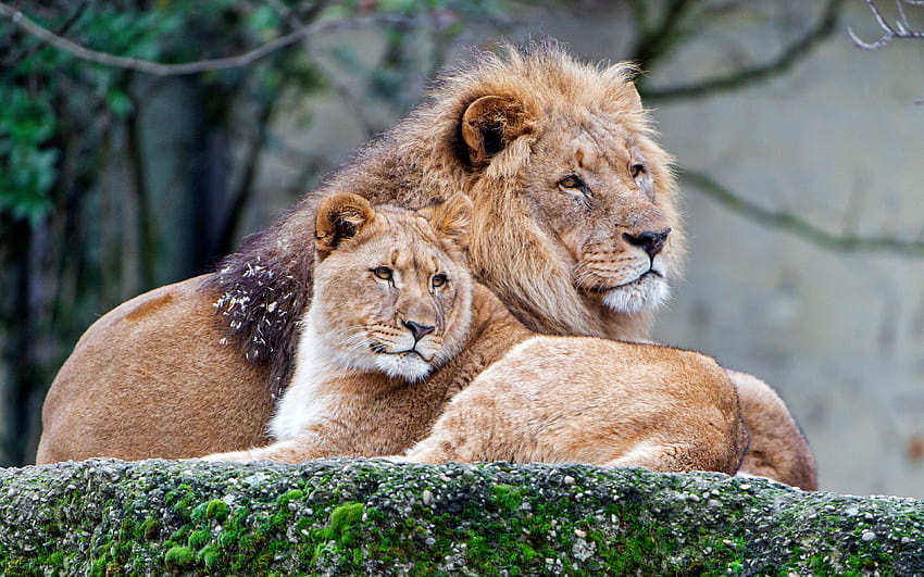 lioness and lion, wildlife, predators, pride, lions, wild cats, Africa with resolution 3840x2400. High Quality, lion pride HD wallpaper