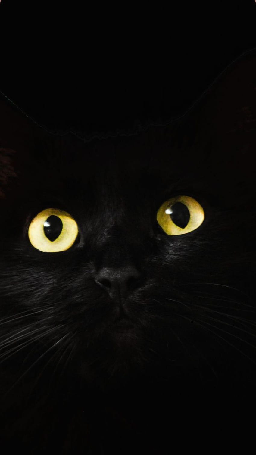 Gato negro y estética, s de gato negro para iPhone Dibujo de gato negro lindo, gatitos oscuros fondo de pantalla del teléfono