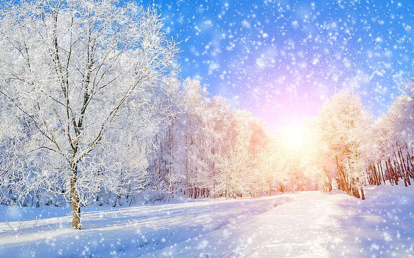 Premium Photo  Winter wonderland background wallpaper with trees and snow