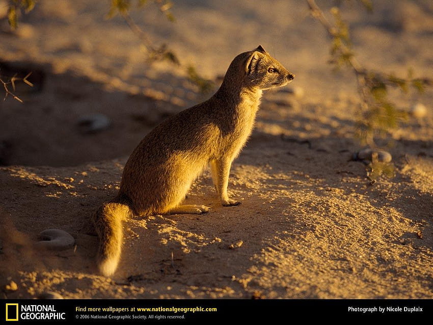 mongoose hd