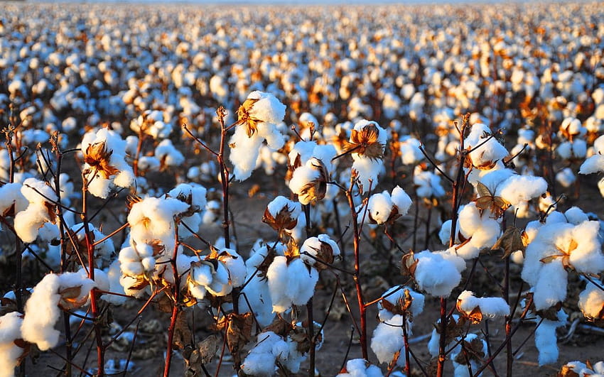 Cotton Field , Top 37 Cotton Field Backgrounds HD wallpaper | Pxfuel