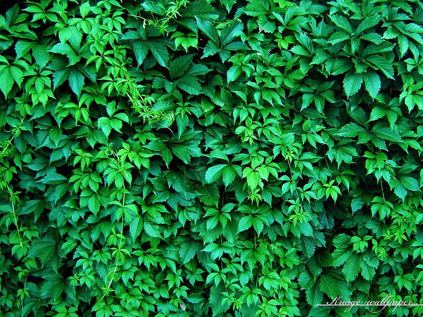 vines HD wallpaper