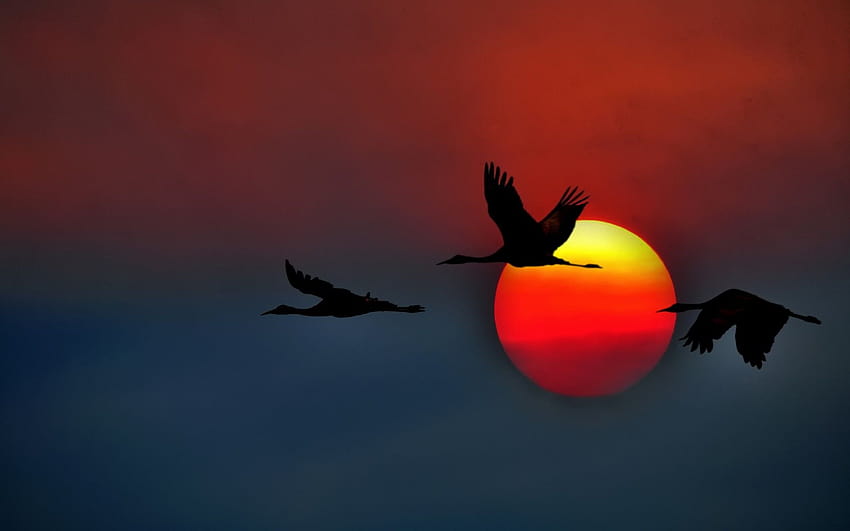 Sandhill Cranes crane terbang California USA sun sunset sky, sandhill cranes birds mist sunrise Wallpaper HD