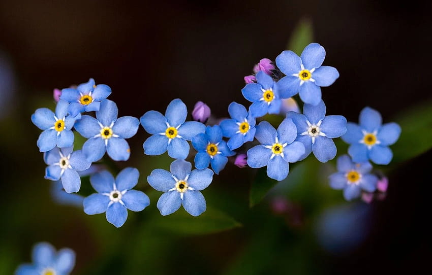 macro, background, flowers, forget, forget me not HD wallpaper