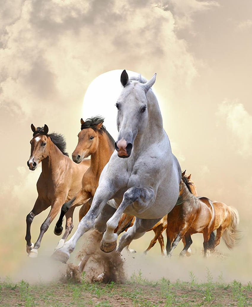 馬 走る動物、馬の移動 HD電話の壁紙