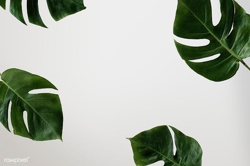 Split leaf philodendron frame on white backgrounds HD wallpaper