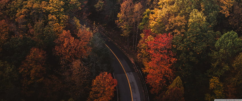 Travel, Road, Forest, Autumn Ultra Backgrounds for U TV : & UltraWide & Laptop : Tablet : Smartphone, autumn trip HD wallpaper