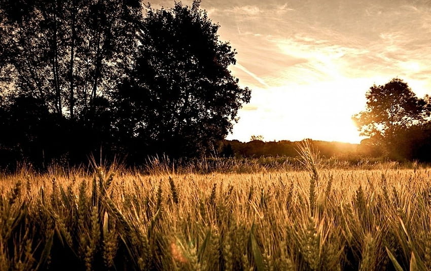 Campo de trigo Árvores escuras e sol, campos de trigo ensolarados papel de parede HD