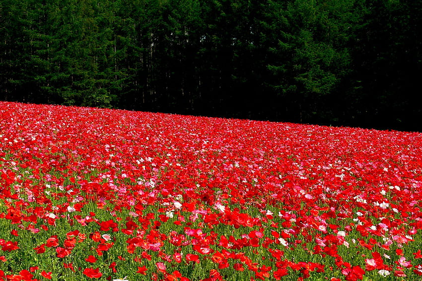 Fields: Field Corn Poppy Garden Red Elysian Fields for HD wallpaper