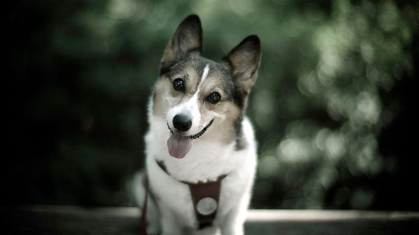 Cute Dog, vodafone dog mobile HD wallpaper Cute Dog, vodafone dog mobile HD wallpaper